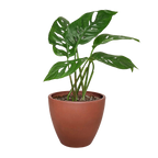 Monstera Adansonii 'Swiss Cheese'