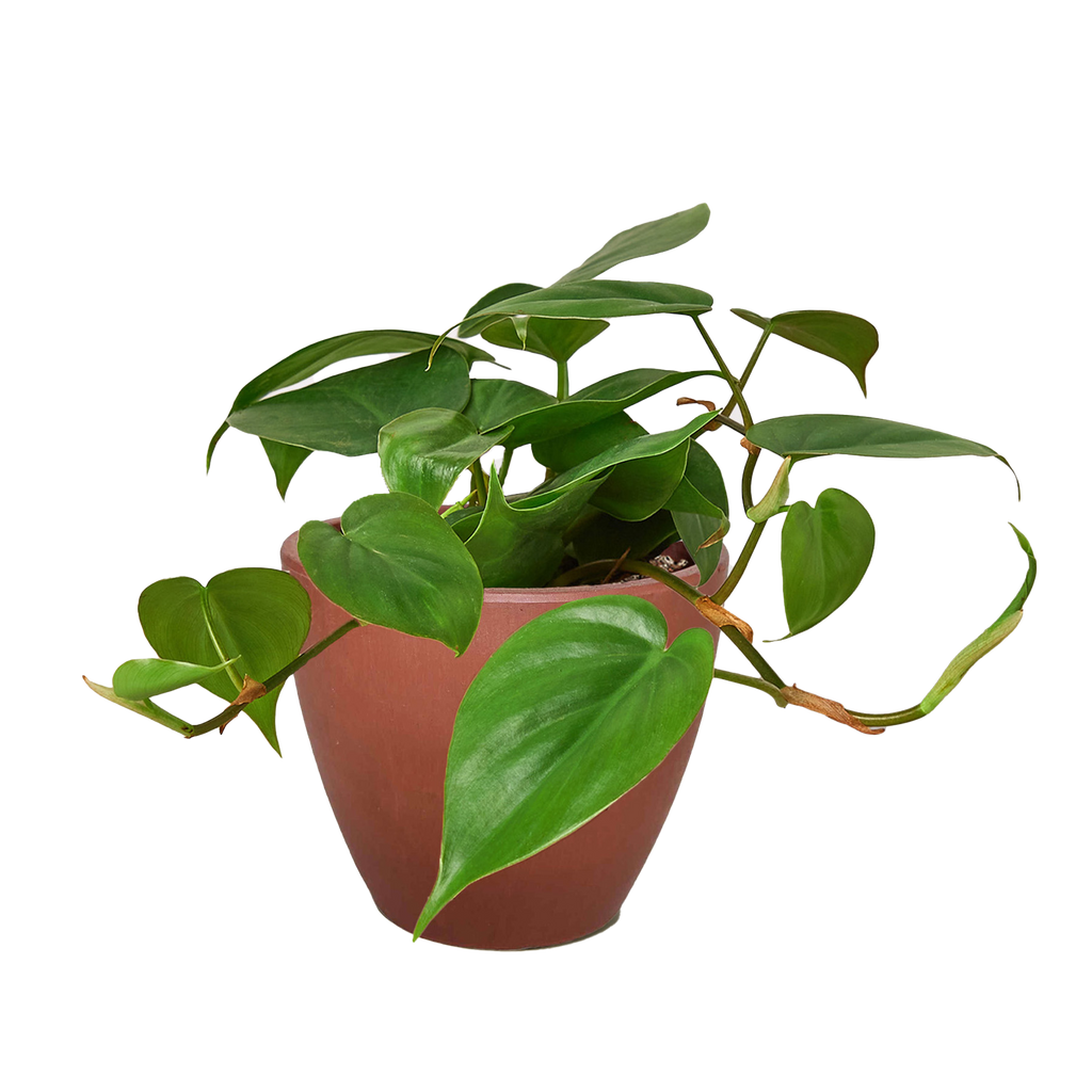 Philodendron Cordatum Heartleaf – view 13