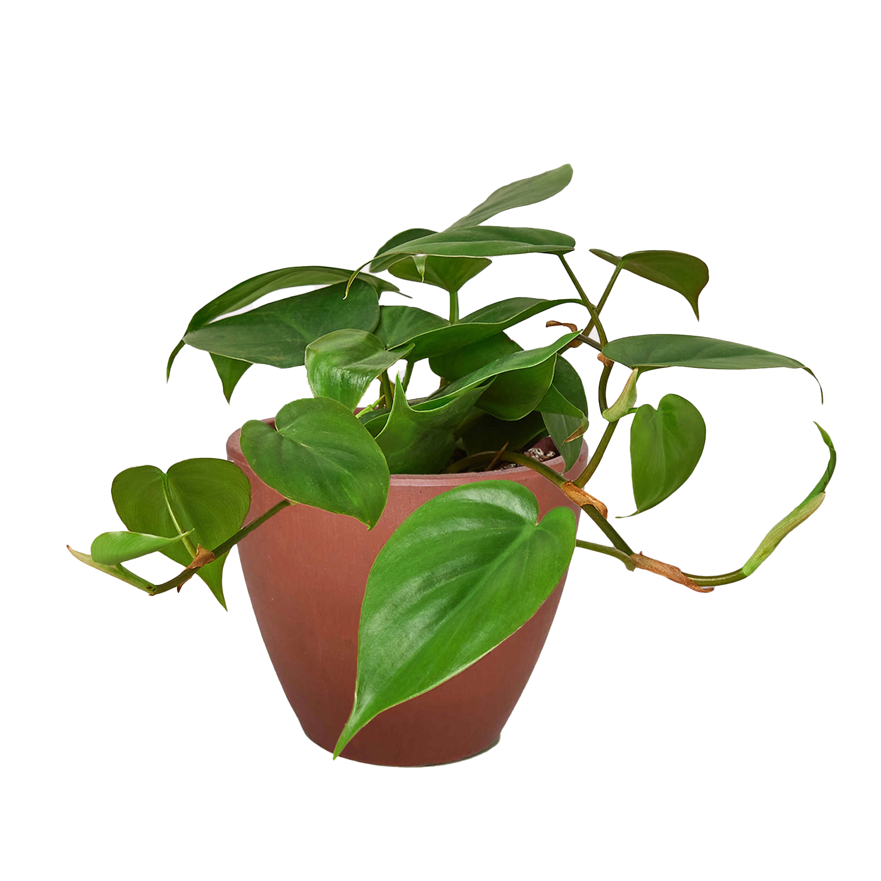 Philodendron Cordatum Heartleaf – view 13