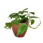 Philodendron Cordatum Heartleaf – view 13