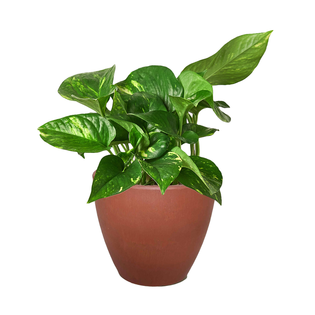 Pothos 'Golden' – view 11