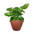 Pothos 'Golden' – view 11