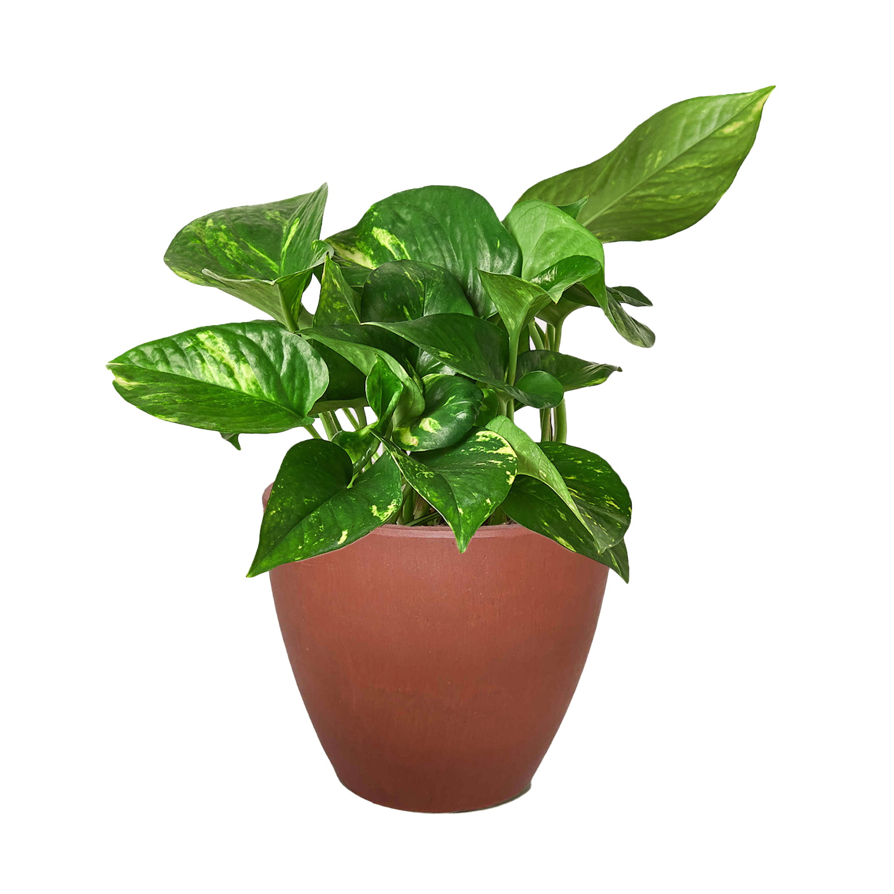 Pothos 'Golden' – view 11