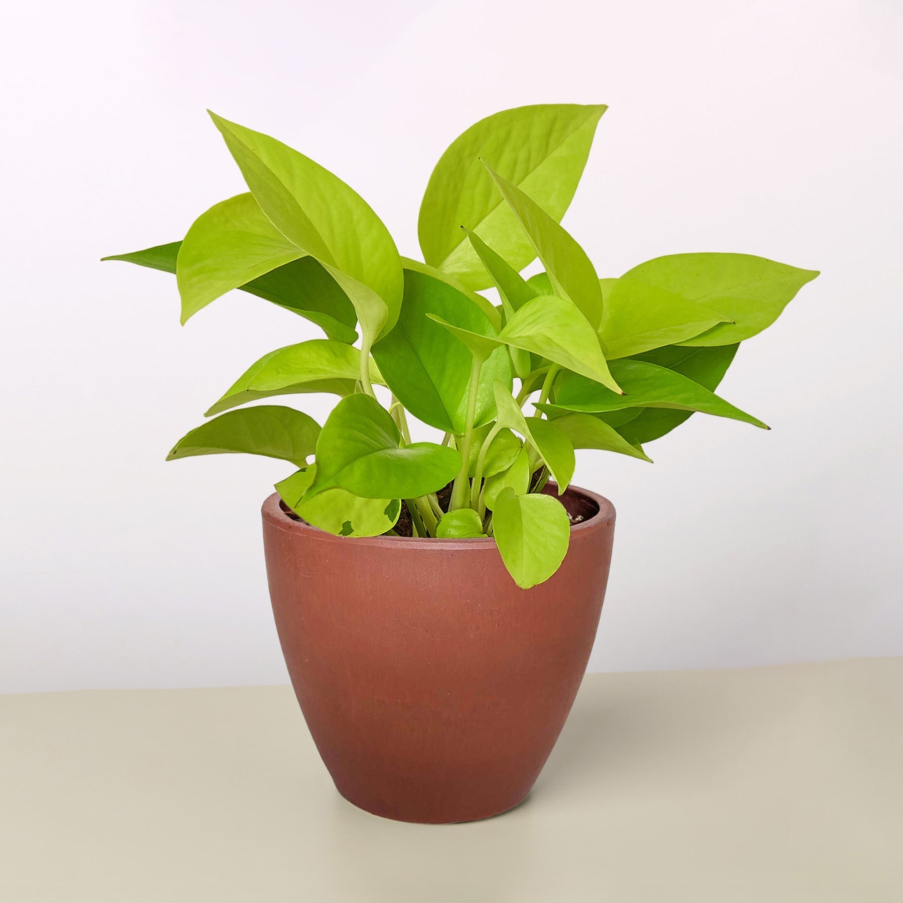 Pothos 'Neon' – view 7