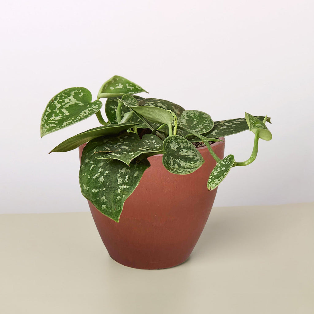 Pothos 'Satin' – view 10