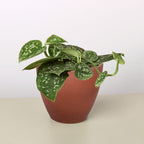 Pothos 'Satin' – view 10