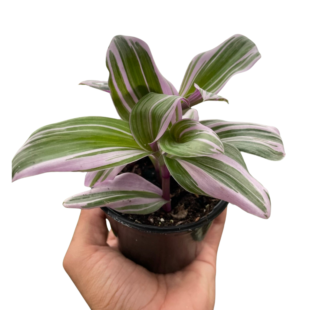 Tradescantia 'Nanouk' – view 3