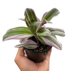 Tradescantia 'Nanouk' – view 3