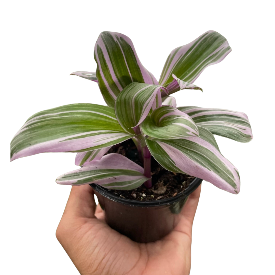 Tradescantia 'Nanouk' – view 3