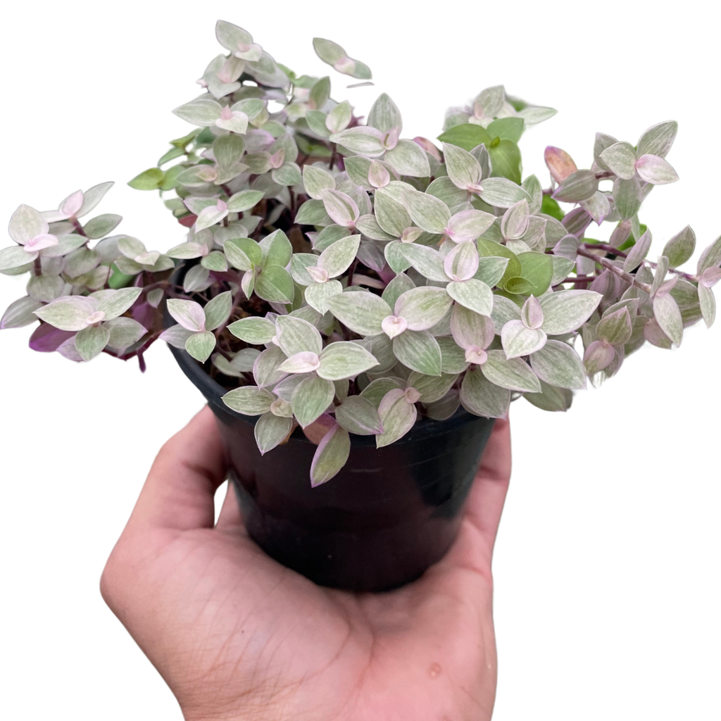 Tradescantia Callisia 'Pink Panther' – view 3