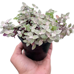 Tradescantia Callisia 'Pink Panther' – view 3