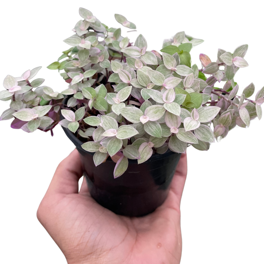 Tradescantia Callisia 'Pink Panther' – view 3