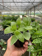 Tradescantia 'Sanna' – view 2