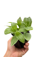 Tradescantia 'Sanna' – view 3