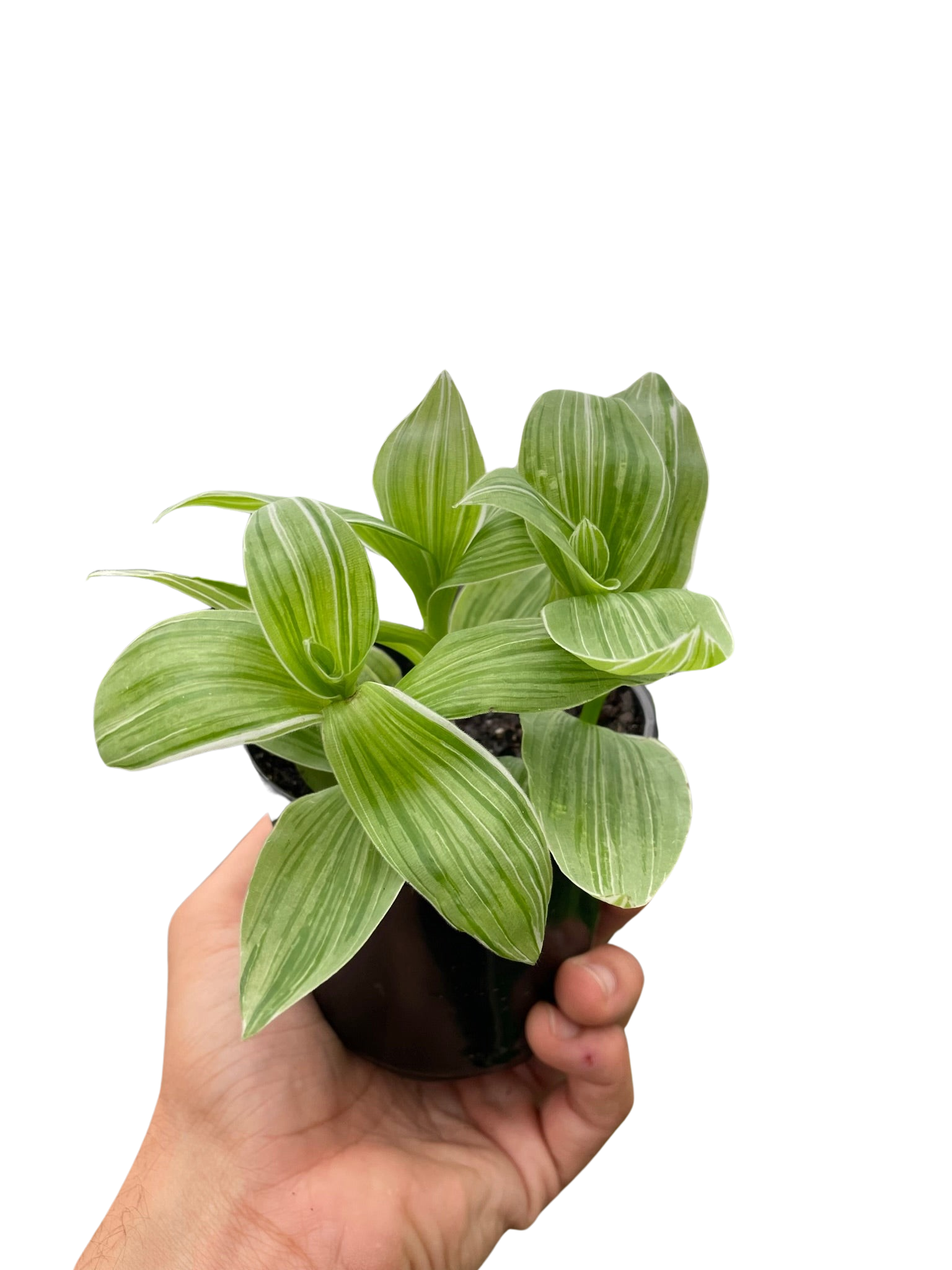 Tradescantia 'Sanna' – view 3