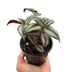 Tradescantia Zebrina 'Wandering Dude'
