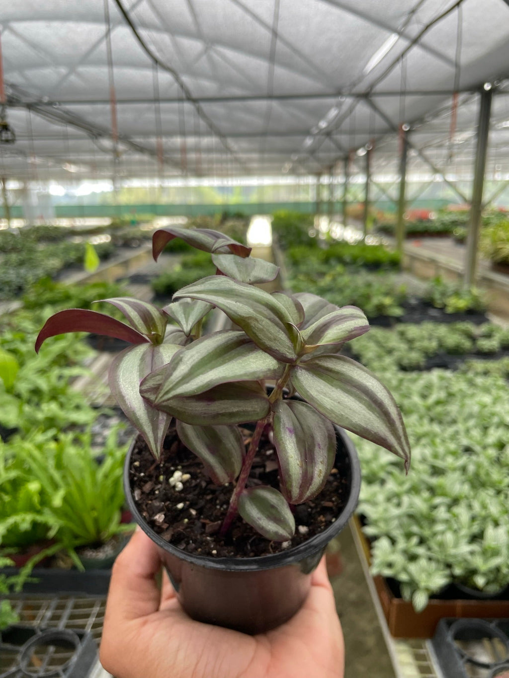 Tradescantia Zebrina 'Wandering Dude' – view 2