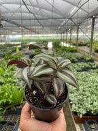 Tradescantia Zebrina 'Wandering Dude' – view 2
