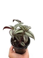 Tradescantia Zebrina 'Wandering Dude' – view 3