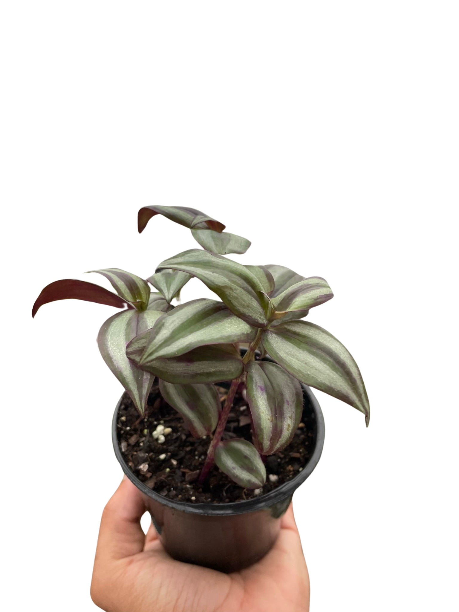 Tradescantia Zebrina 'Wandering Dude' – view 3