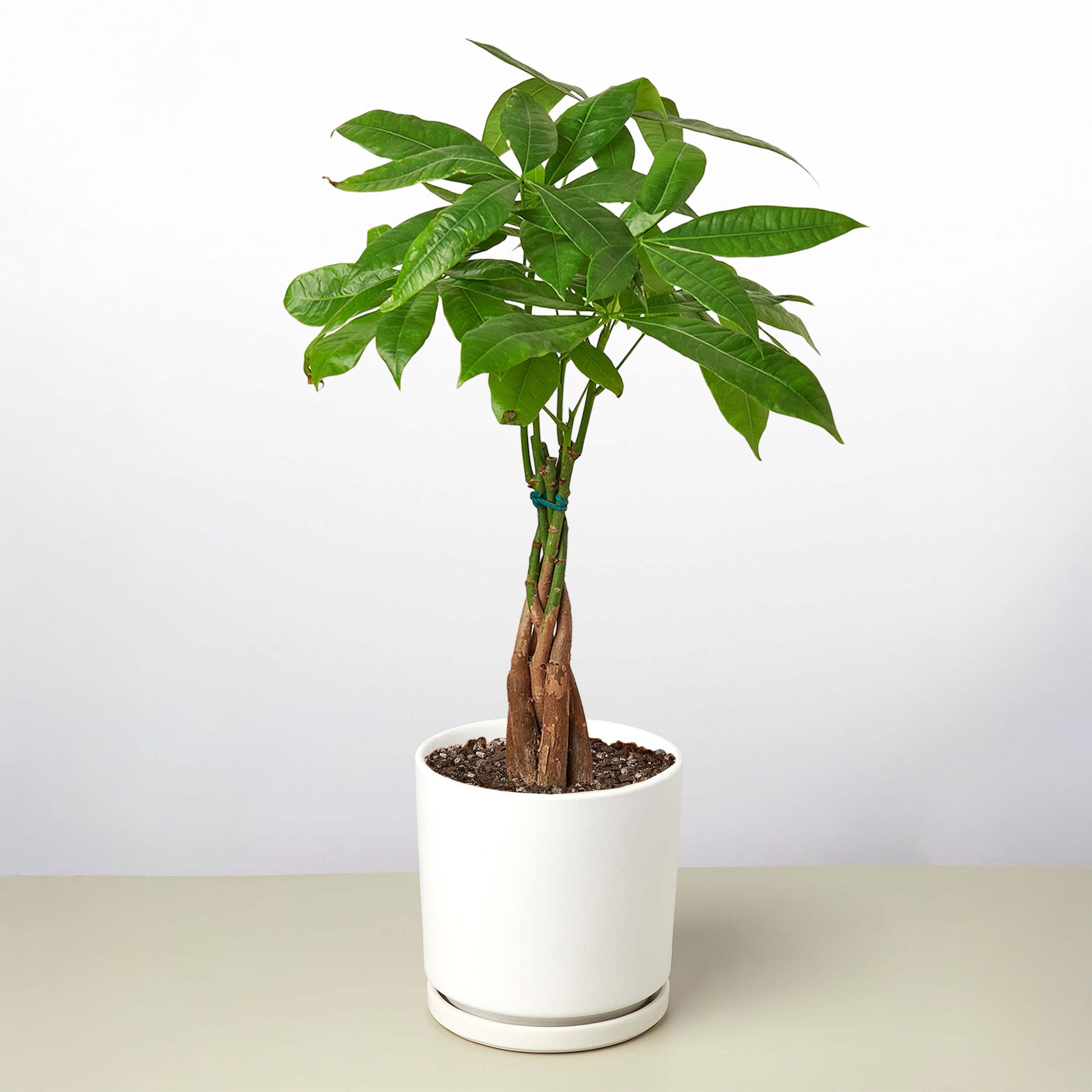 Money Tree 'Guiana Chestnut' Pachira Braid – view 12