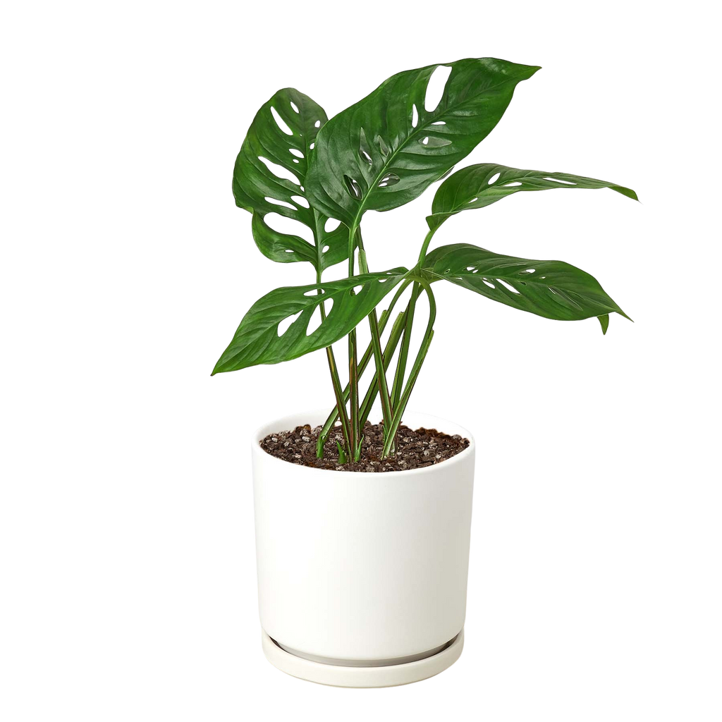 Monstera Adansonii 'Swiss Cheese' – view 11