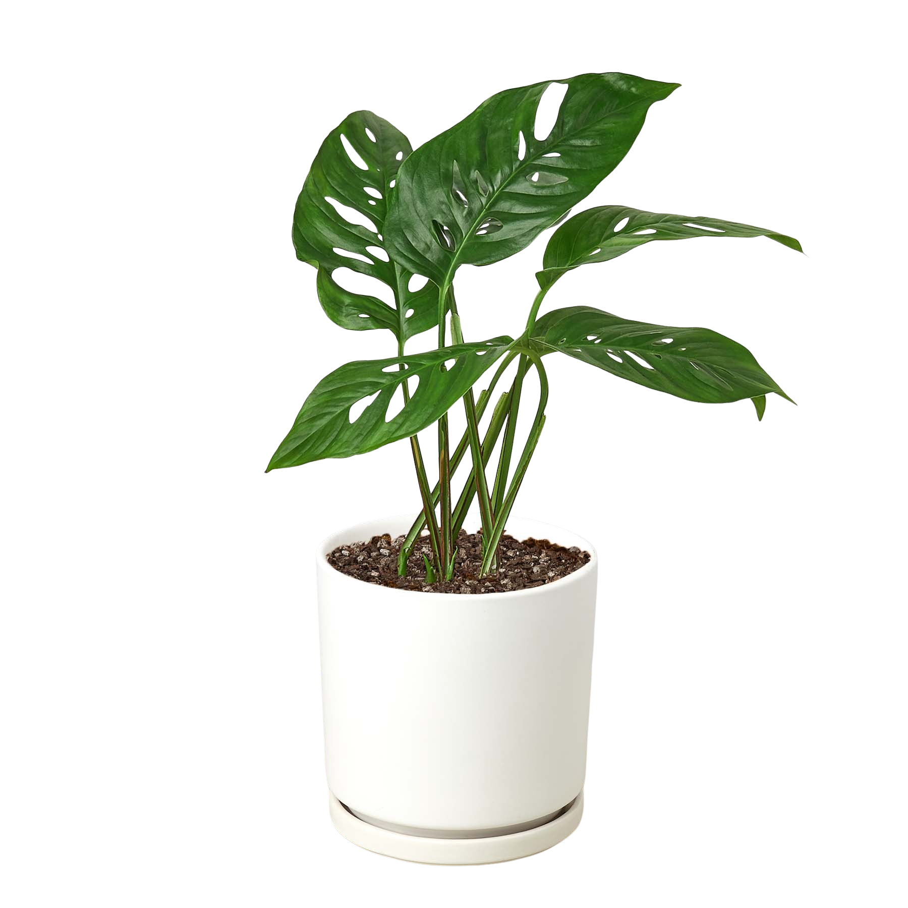 Monstera Adansonii 'Swiss Cheese' – view 11