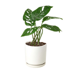Monstera Adansonii 'Swiss Cheese' – view 11