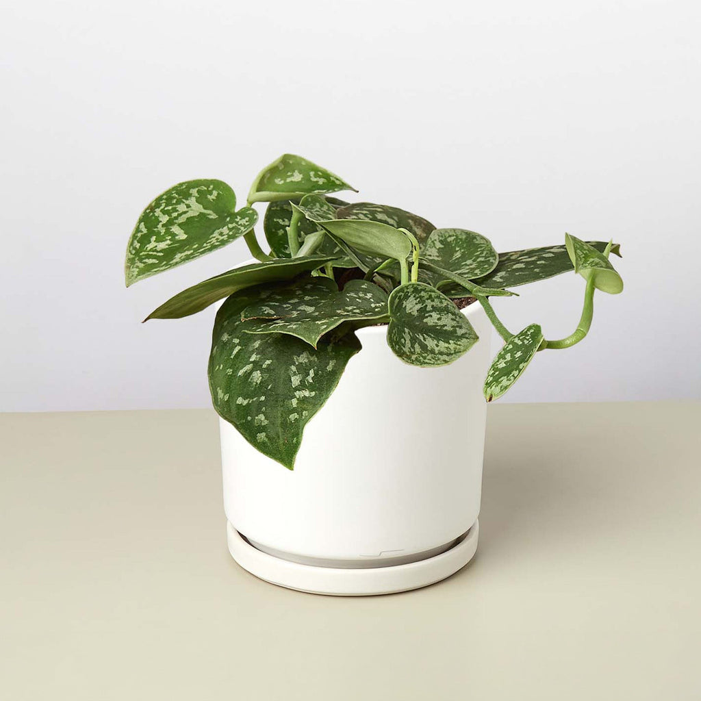 Pothos 'Satin' – view 14