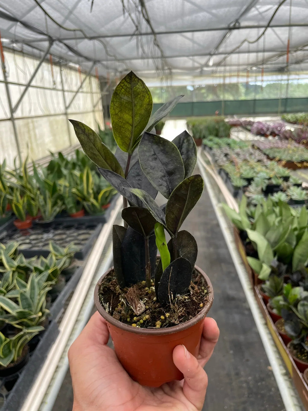ZZ Zamioculcas 'Black Queen' – view 4