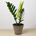 Zamioculcas 'Chameleon' – view 7