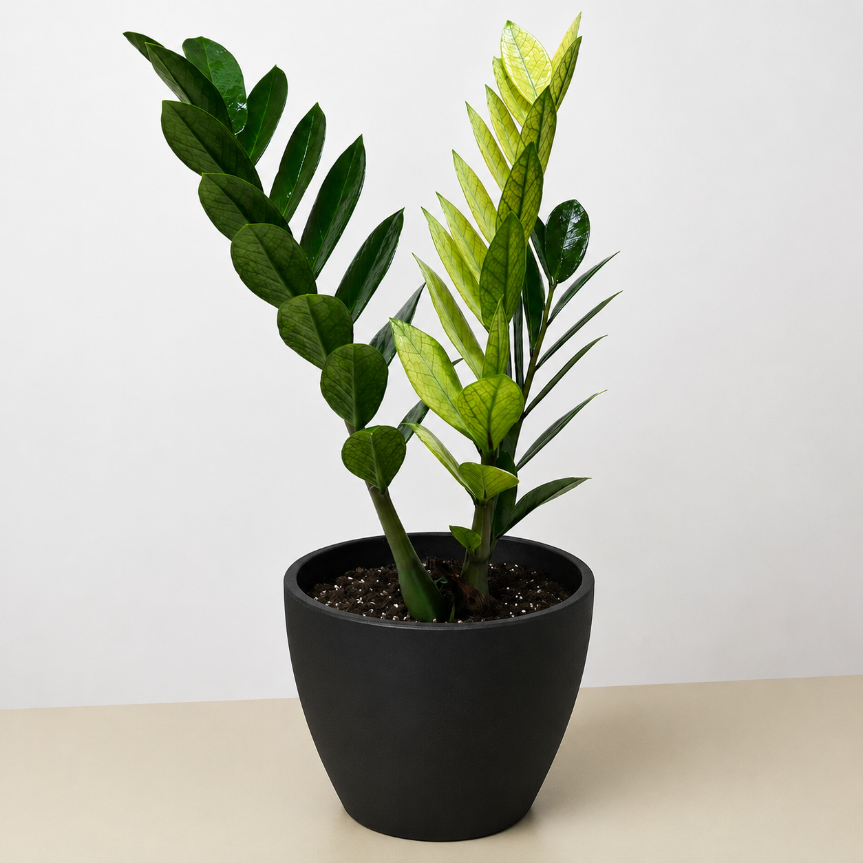 Zamioculcas 'Chameleon' – view 5