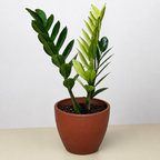 Zamioculcas 'Chameleon' – view 4
