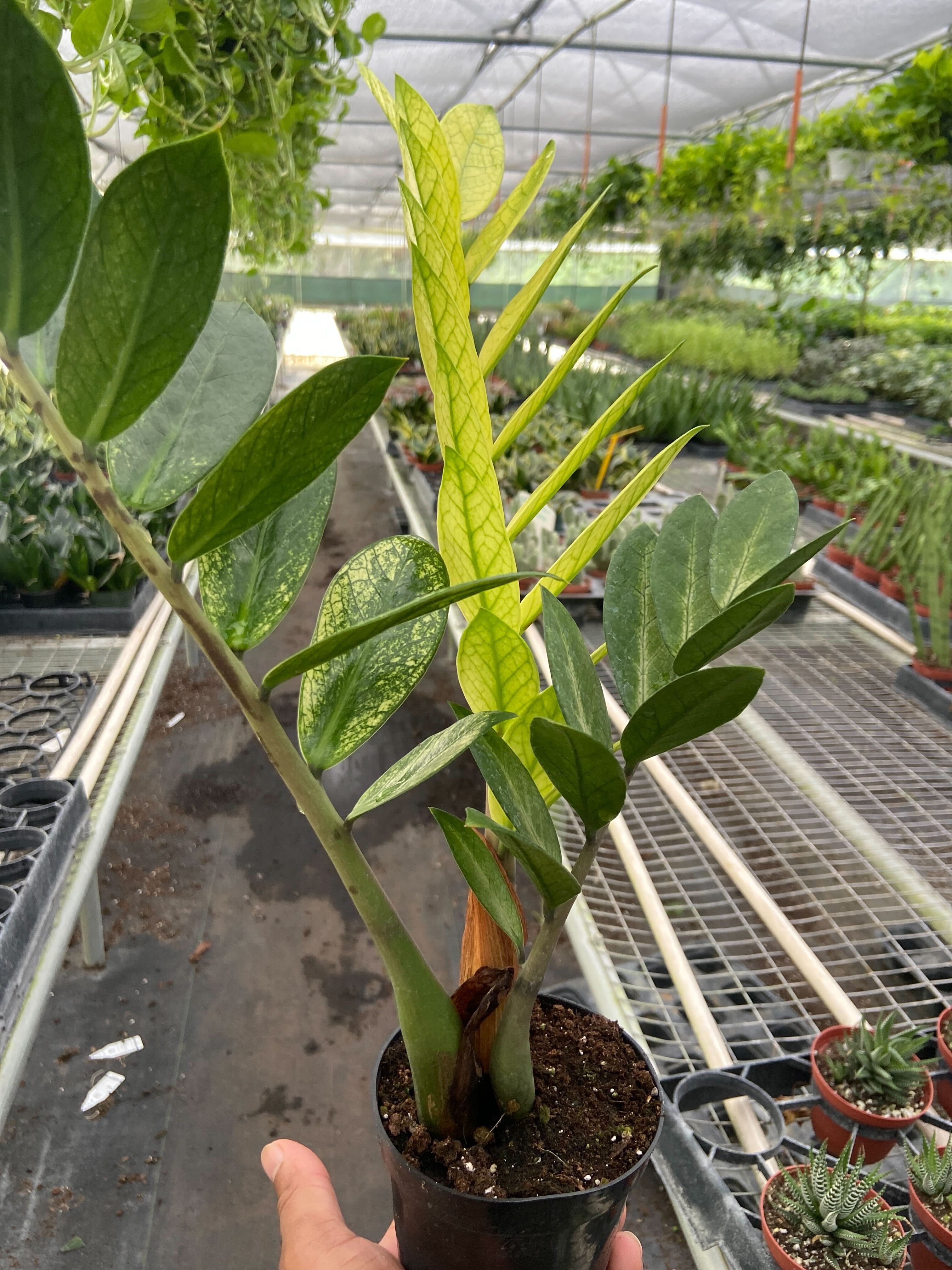 Zamioculcas 'Chameleon' – view 3
