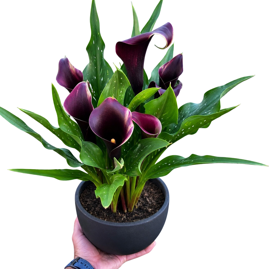 Calla Lily – view 33