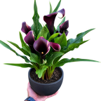 Calla Lily – view 33