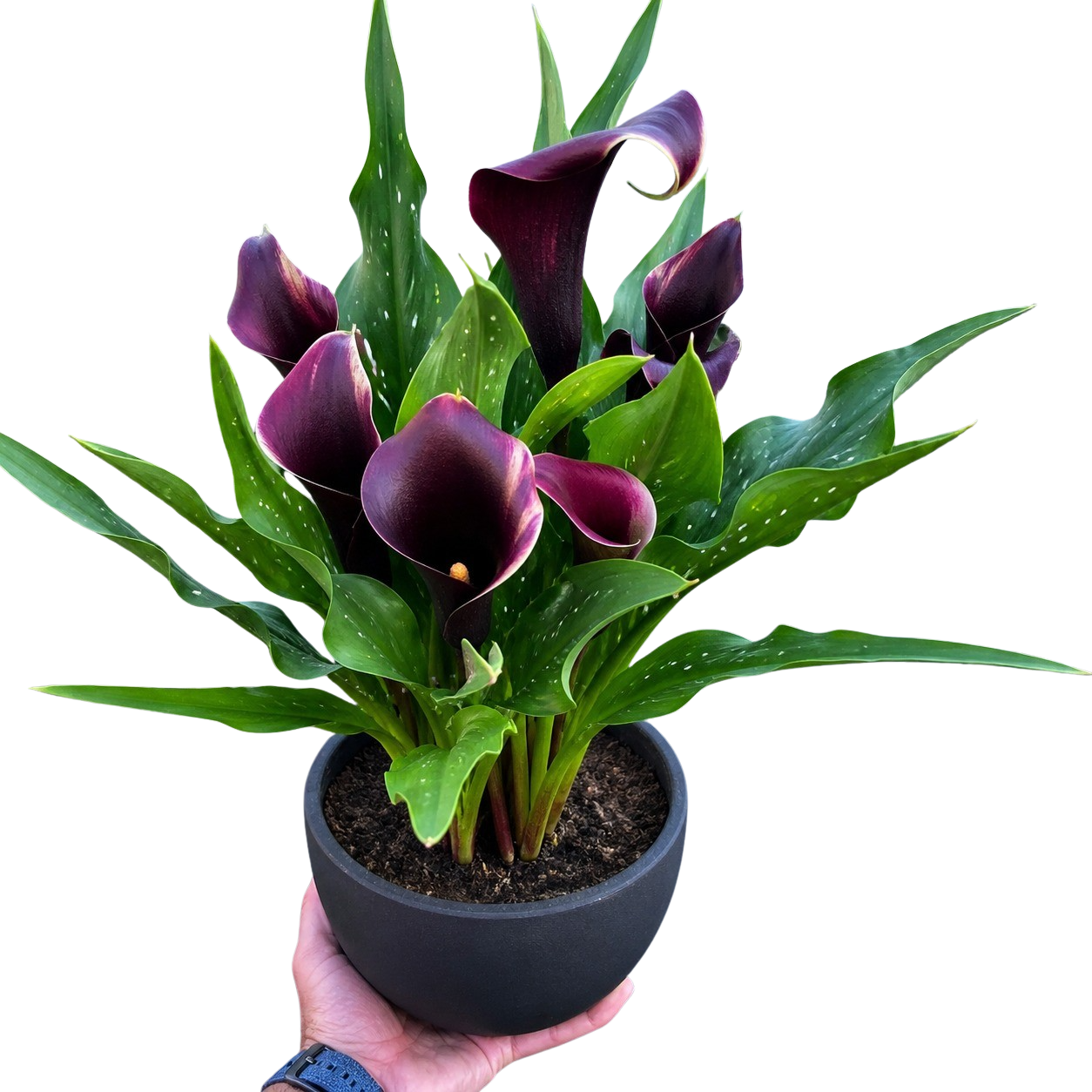 Calla Lily – view 33