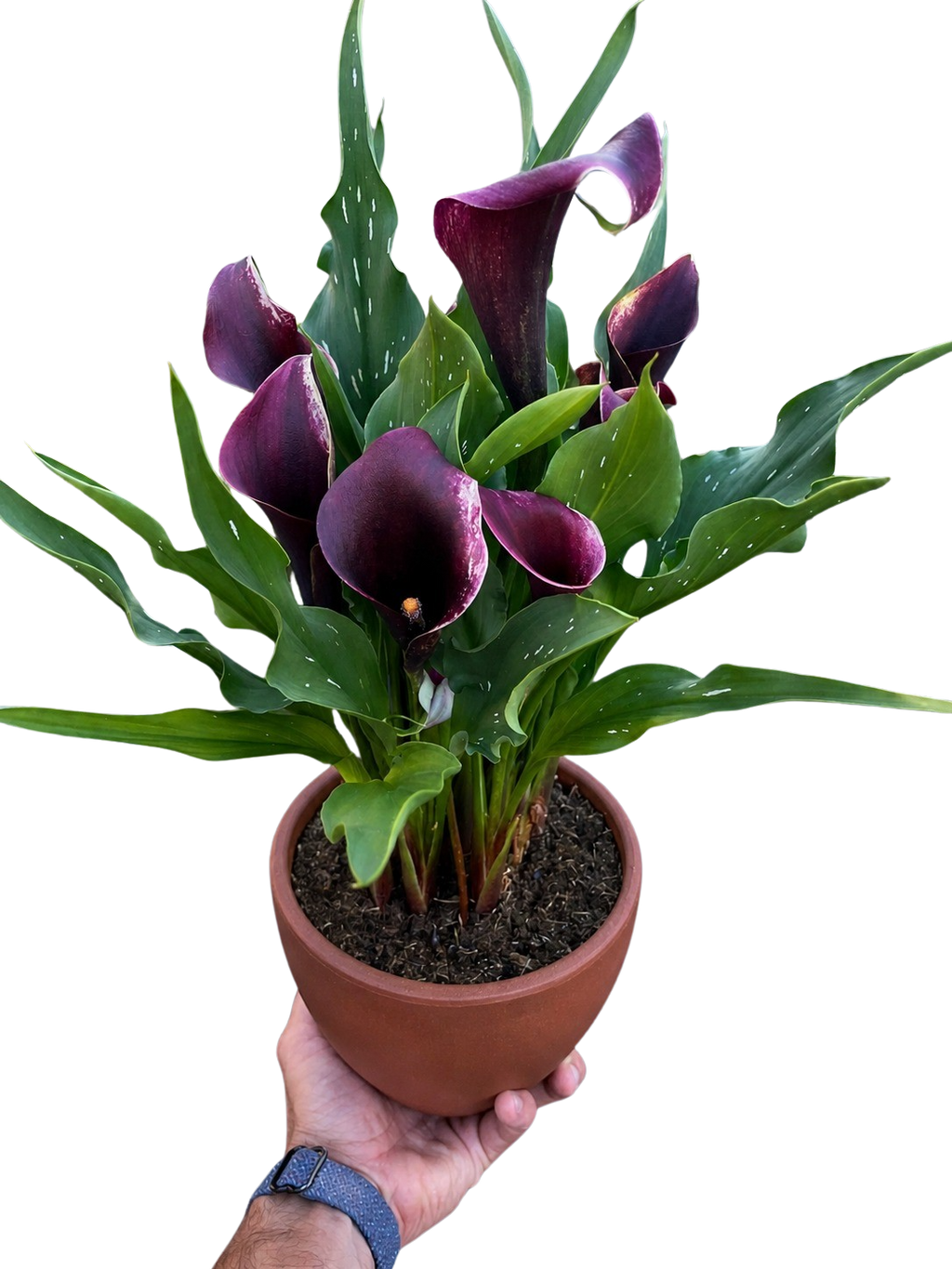 Calla Lily – view 32