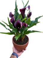 Calla Lily – view 32