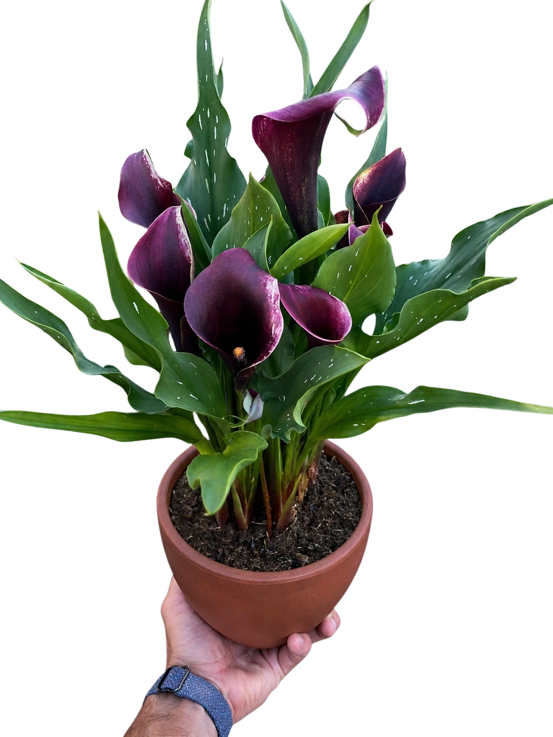 Calla Lily – view 32