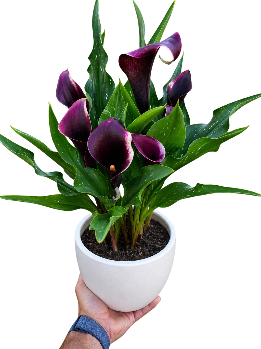 Calla Lily – view 34