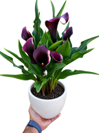 Calla Lily – view 34
