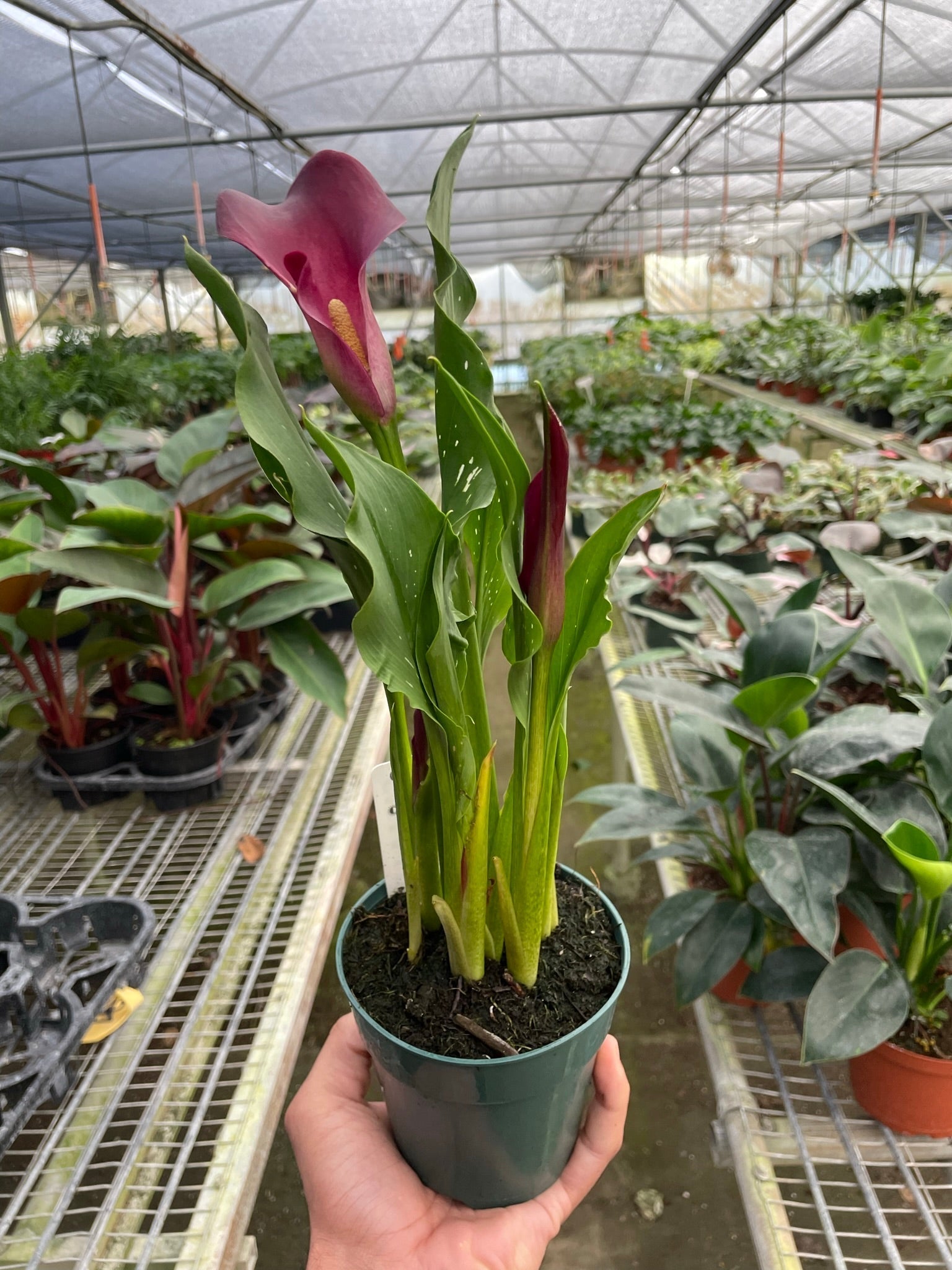 Calla Lily – view 11