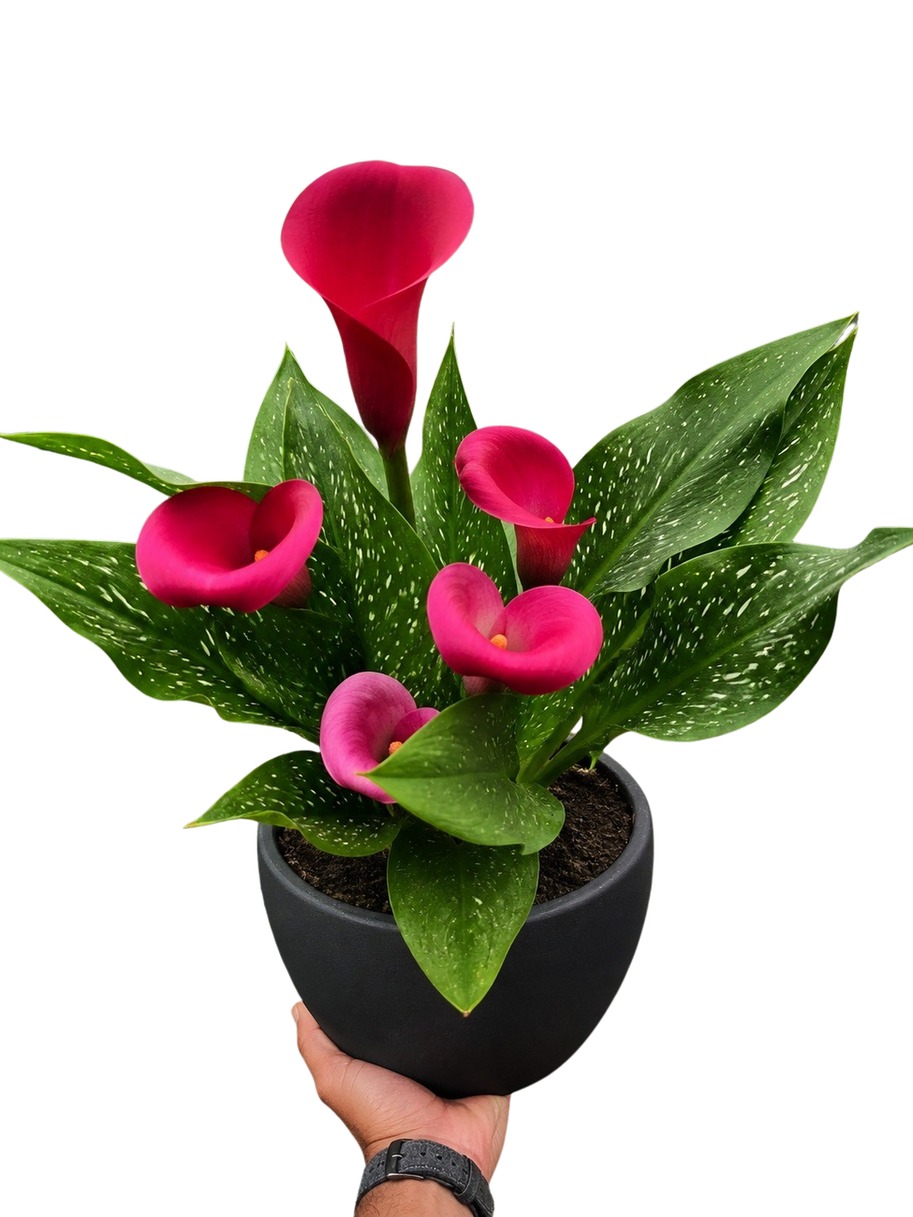 Calla Lily – view 22