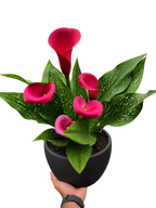 Calla Lily – view 22