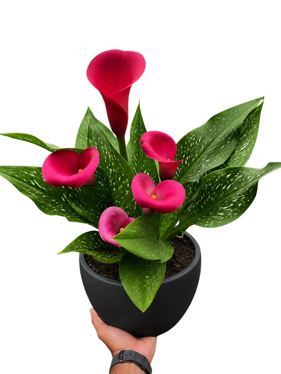 Calla Lily – view 22