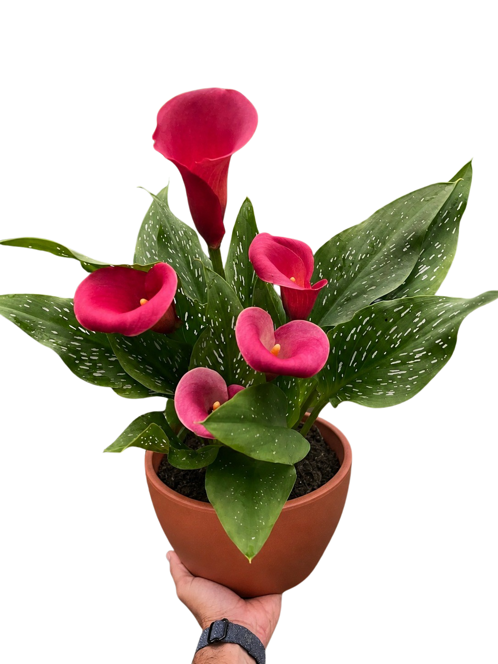 Calla Lily – view 20