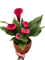 Calla Lily – view 20