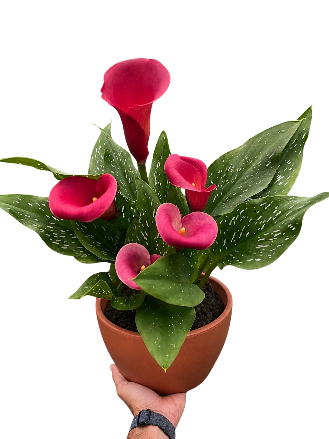 Calla Lily – view 20