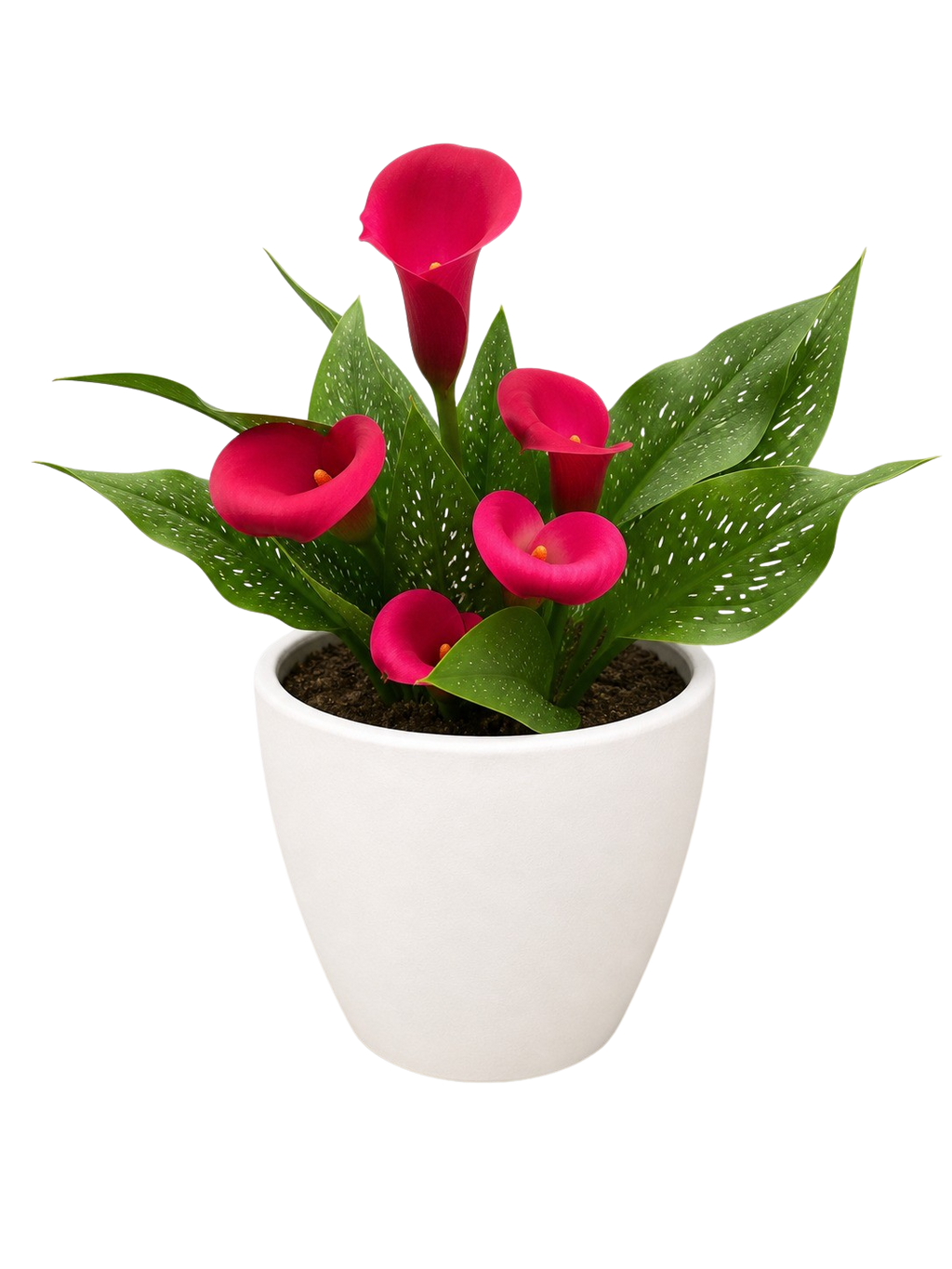 Calla Lily – view 21